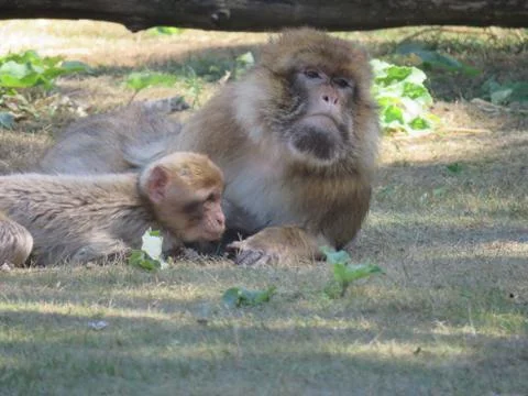 Monkey and child 스톡 사진