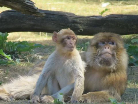 Monkey and child 스톡 사진