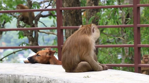 Monkey and dog. Stock Footage 64068216