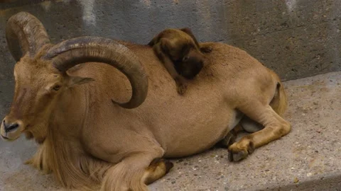 Monkey and a goat Stock Footage 135233009