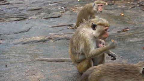 Monkey and her child Stock Footage