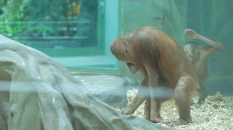 Monkey and her little baby. Stock Footage 59186521