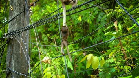Monkey and her mom in Koh Chang Thailand Stock Footage 309721347