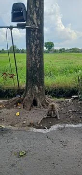 A Monkey and His House Foto stock