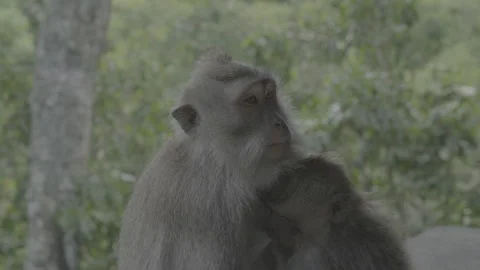 Monkey and Infant Cuddling Stock-Footage 246410471
