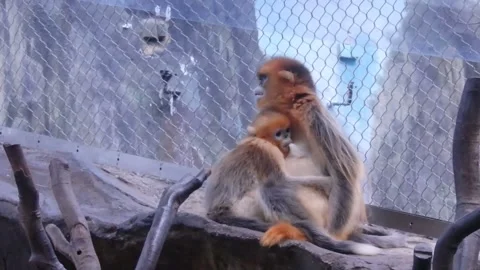 Monkey and Infant Stock Footage 144829395