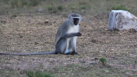 Monkey and Kudu's Stock Footage 96010658