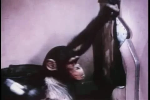 Monkey and laundry shenanigans Video stock 11349380