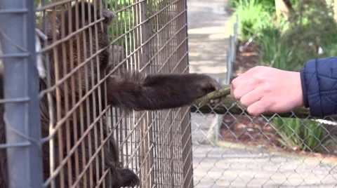 Monkey and Man / Fighting for a Stick Stock Footage 40474821