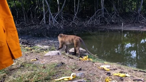 The monkey and the monk Stock Footage 92422710