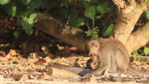 Monkey and plastic bottle Stock Footage 90154304