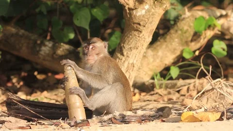 Monkey and plastic water bottle Stock Footage 90155745