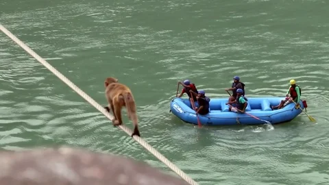 Monkey And Rafting Boat Stock Footage 83070930