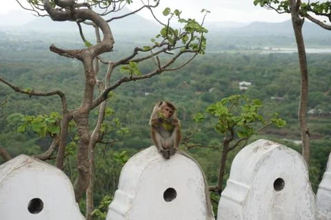Monkey and The Temple Stock Photos