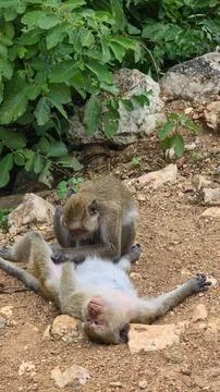 Monkey and tiny mammal, primate gazes at small creature, macaque observes still Stock Photos