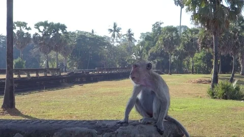Monkey Angkor Wat Video stock 77946172