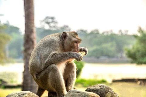 Monkey at Angkor Wat Stock Photos