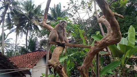 Monkey Animal Stockbeeldmateriaal 214223193