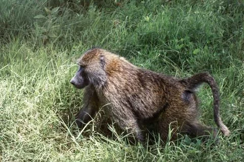 Monkey animal Stock Photos