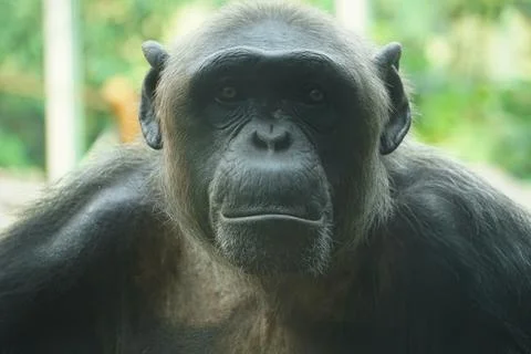 Monkey Ape is looking at camera Stock Photo Stock Images Stock Pictures Stock Photos