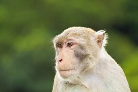 Monkey ape looking Stock Photos