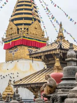 Monkey on the architecture element of buddhist temple Stock Photos