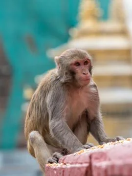Monkey on the architecture element of buddhist temple Stock Photos