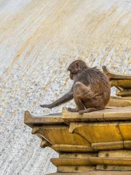 Monkey on the architecture element of buddhist temple Stock Photos