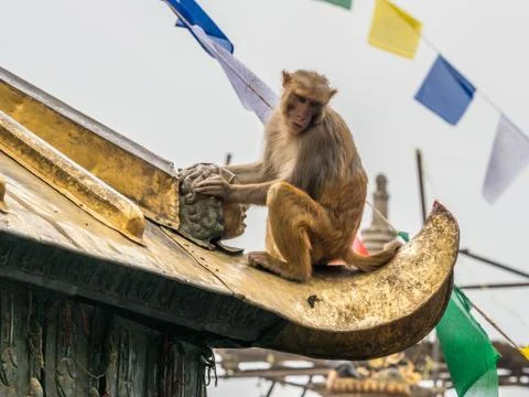 Monkey on the architecture element of buddhist temple Stock Photos