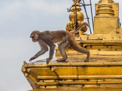 Monkey on the architecture element of buddhist temple Stock-Fotos