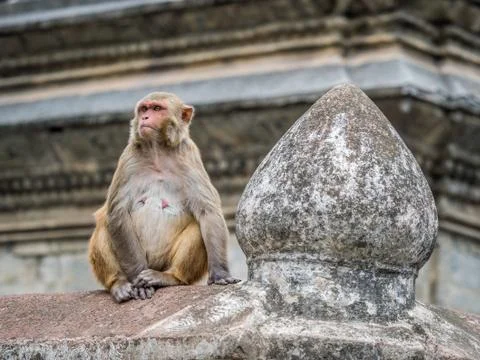 Monkey on the architecture element of buddhist temple Stock Photos