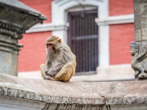 Monkey on the architecture element of buddhist temple Stock Photos