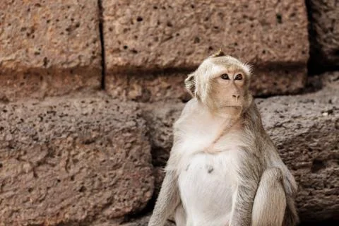 Monkey are sitting on brick. Stock Photos