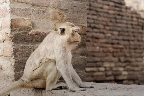 Monkey are sitting on brick. Stock Photos