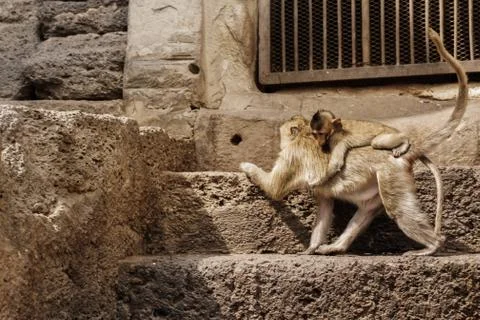 Monkey are walking on brick. Foto stock