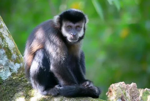 The monkey in the argentinan jungle Stock Photos