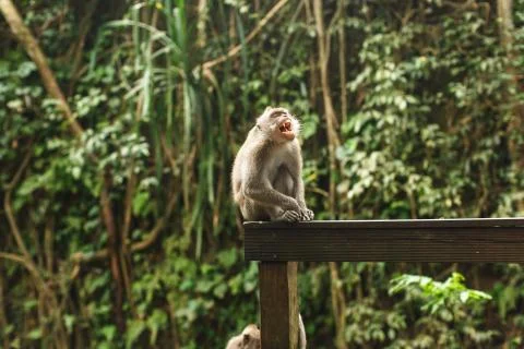 Monkey in Asian rainforest Stock Photos