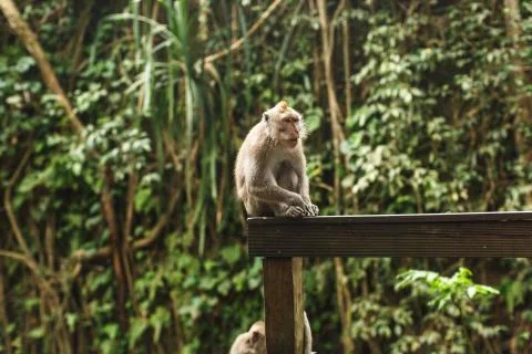 Monkey in Asian rainforest Stock Photos