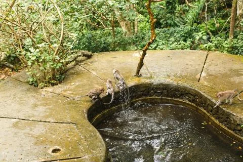 Monkey in Asian rainforest Stock Photos