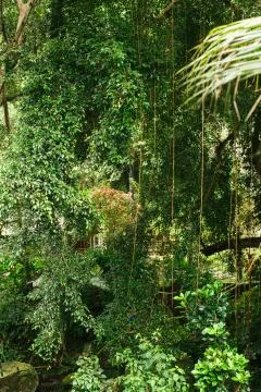 Monkey in Asian rainforest Stock Photos