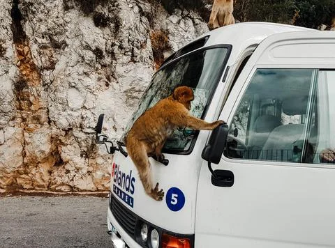Monkey attacks small bus by tourists in Gibraltar Stock Photos