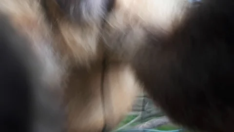 Monkey attacks the tourist filming on the camera in a zoo. Stock Footage 103574317