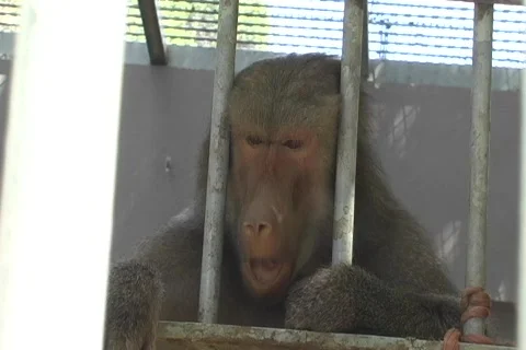 Monkey with attitude Stock Footage 708062