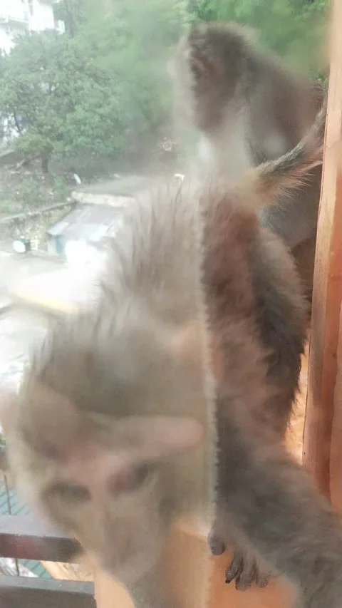 Monkey babe bite play Video stock 154868356