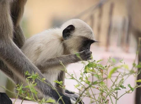 Monkey babies sitting on the wall eating tree leaves Stock Photos