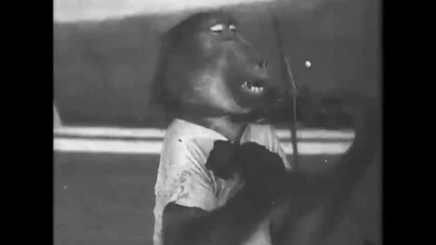 A monkey, baboon, dog, kitten, donkey and performers perform various tricks on a Stock Footage 145481849