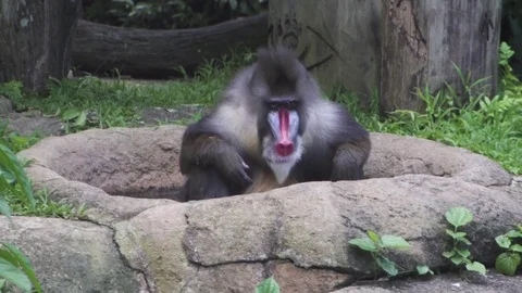 The monkey is a baboon in the jungle Stock Footage 84649356