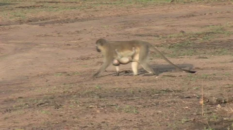 Monkey with baby attached Stock Footage 117513