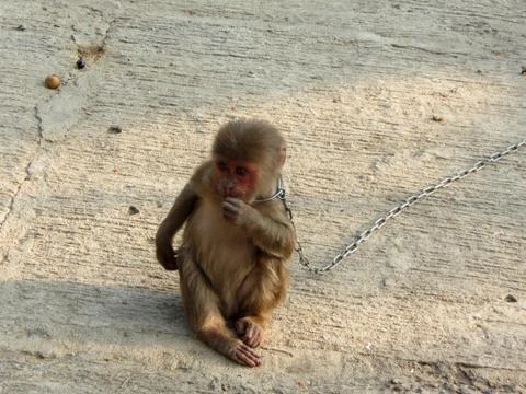 Monkey baby in chain Stock Photos