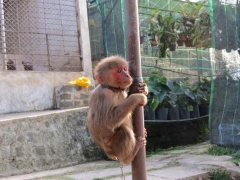 Monkey baby in a chain on a pipe Stock Photos